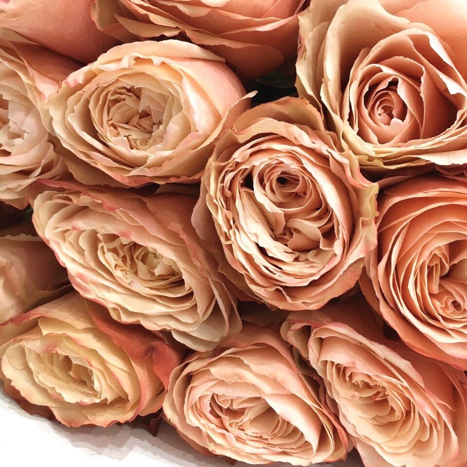 Кахала - элегантная и утонченная пионовидная роза.